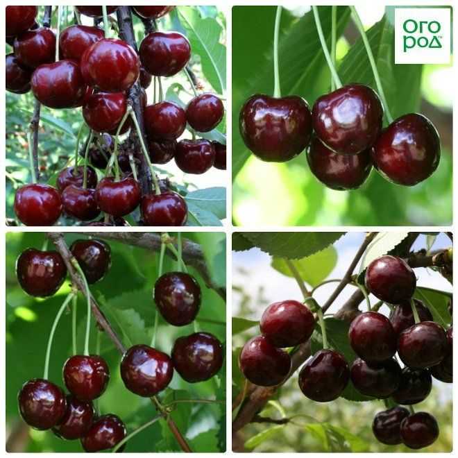 8 лучших сортов вишни для сибири: крупные, сладкие и вкусные