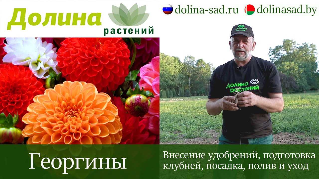 Посадка георгинов в открытый грунт