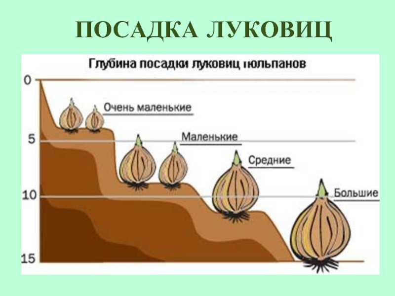 Нарциссы: куда и как сажать осенью?