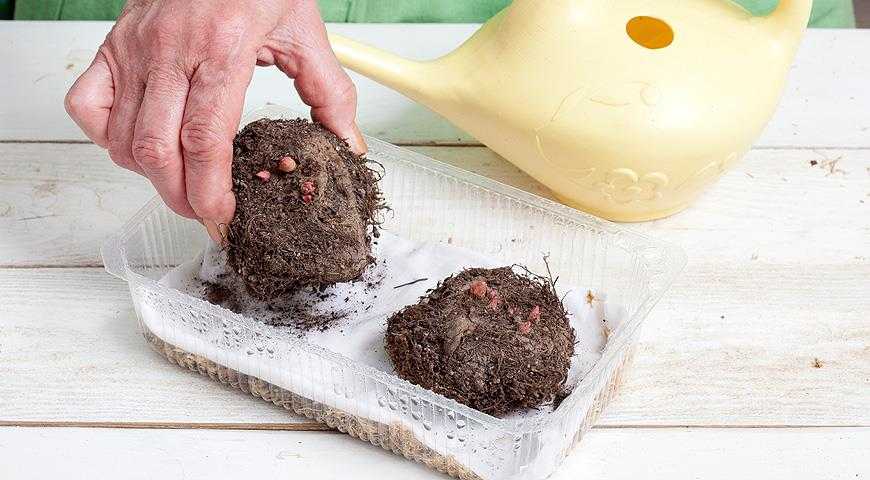 Бегония клубневая - посадка и уход в домашних условиях