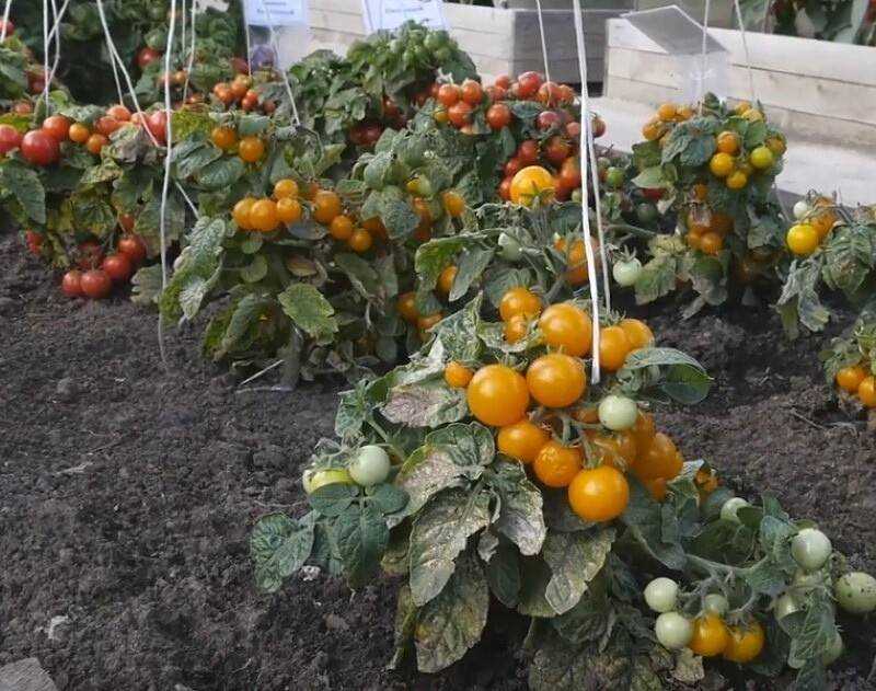Лучшие сорта низкорослых помидоров: описания и фото