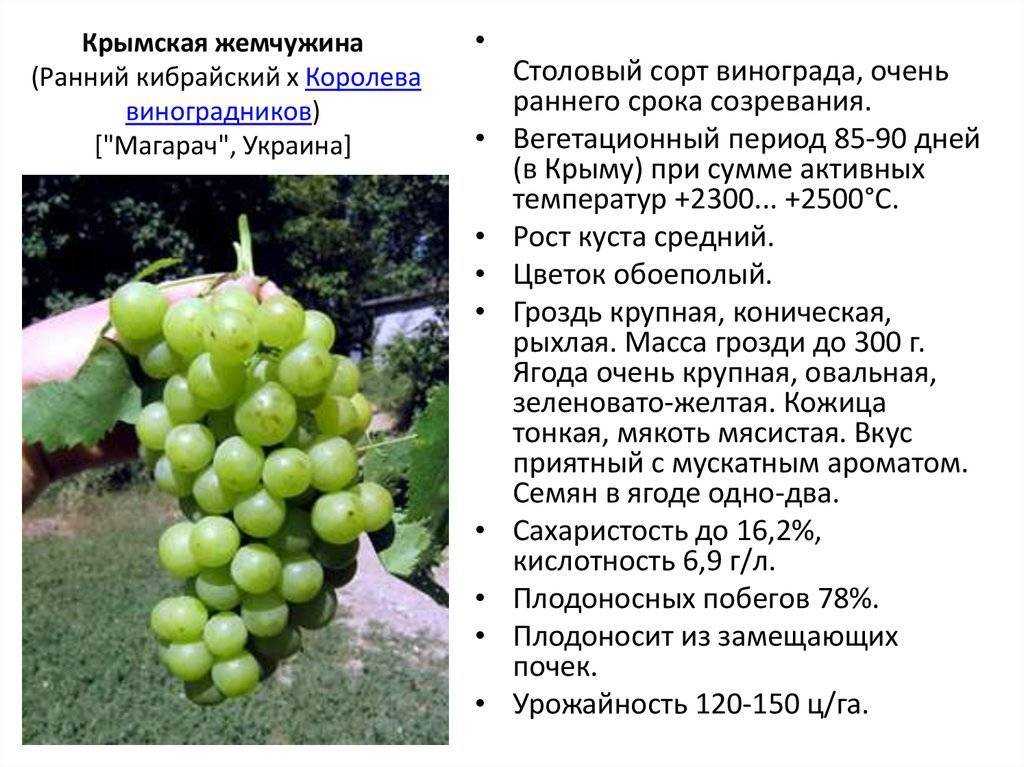 Сорт винограда саперави