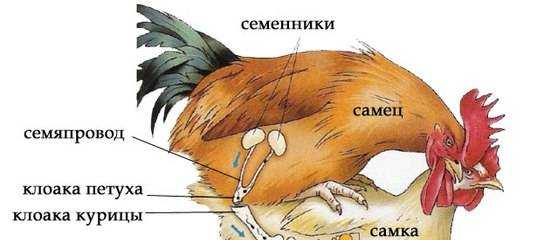 Сколько лет петух может оплодотворять курицу
