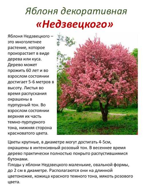 Сорт яблони бельфлер китайка – описание, фото