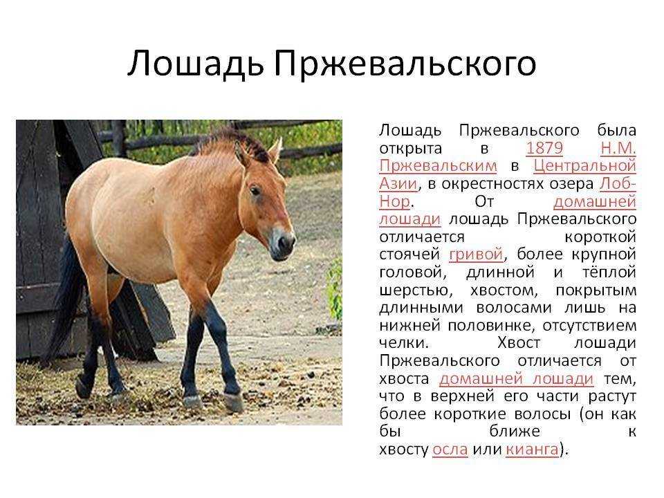 Лошадь пржевальского – великое открытие русского натуралиста