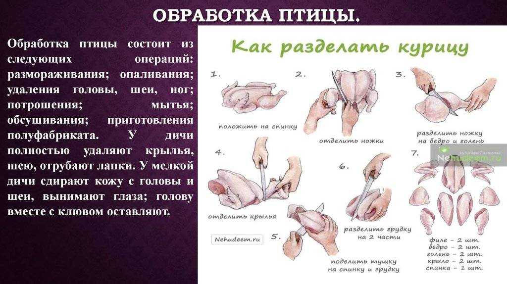 Как убивают кур на птицефабрике: отлов, транспортировка, обескровливание, потрошение и другие этапы забоя selo.guru — интернет портал о сельском хозяйстве