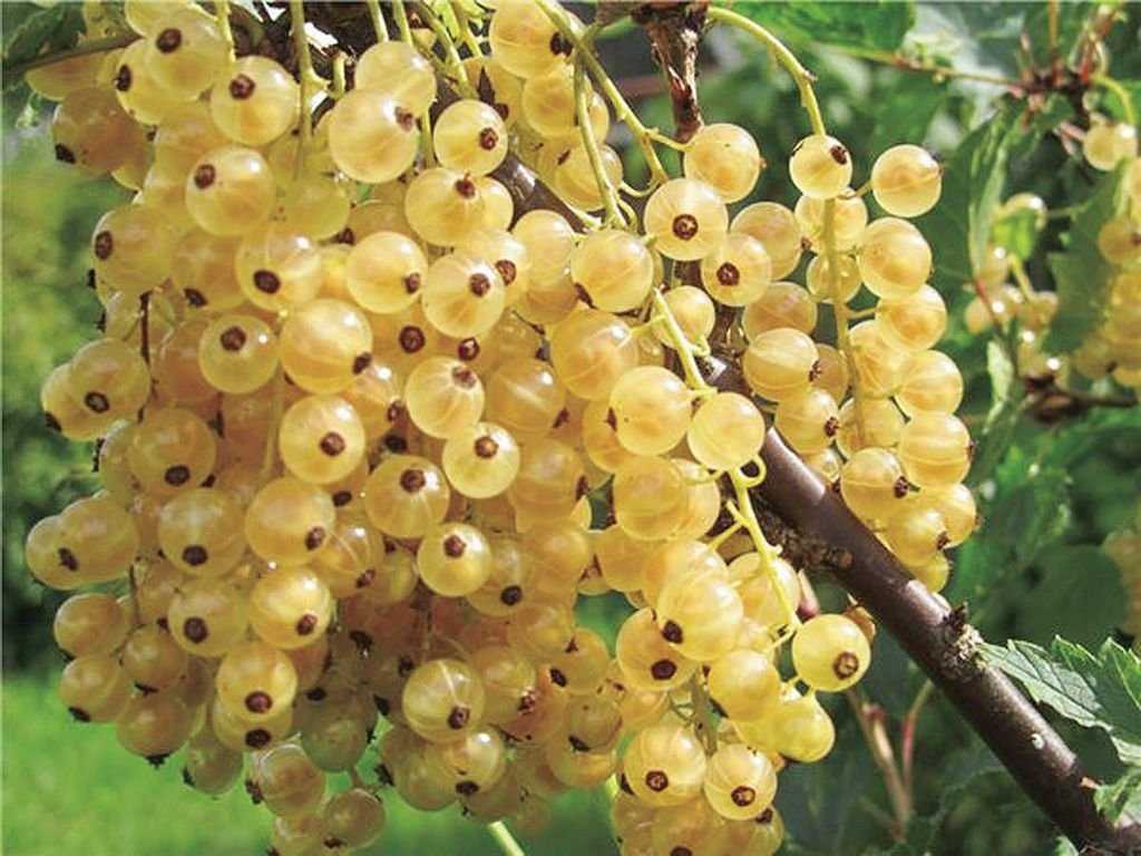 Смородина белая версальская: описание сорта, посадка, уход, фото, отзывы