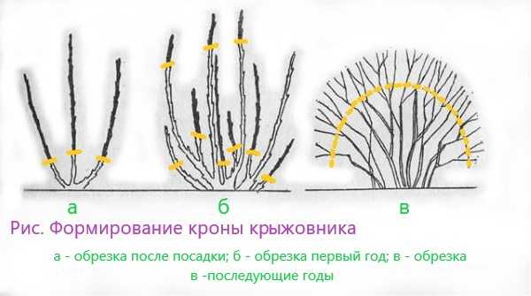Уход за крыжовником весной в открытом грунте: обрезка, подкормка, обработка и другие процедуры