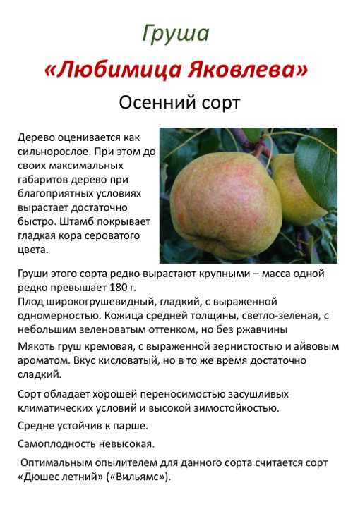 Характеристика груши любимица клаппа: описание сорта, посадка и уход