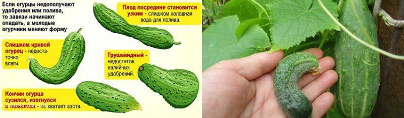 Почему не растут огурцы в теплице