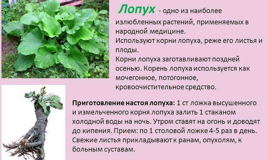 Выращивание диоскореи кавказской в саду и в комнатных условиях: посадка и уход