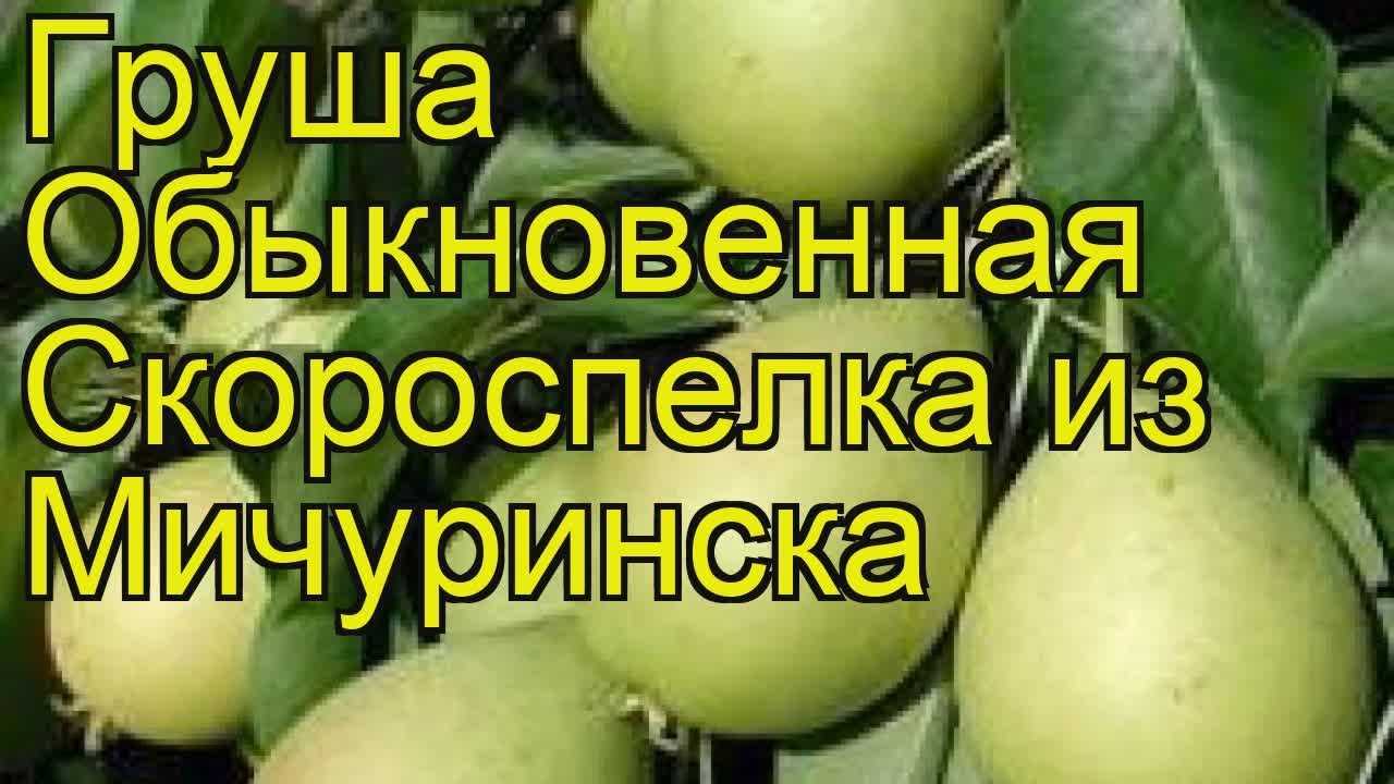 Груша скороспелка из мичуринска: описание сорта с фото и видео, отзывы посадка и уход, опылители, морозостойкость