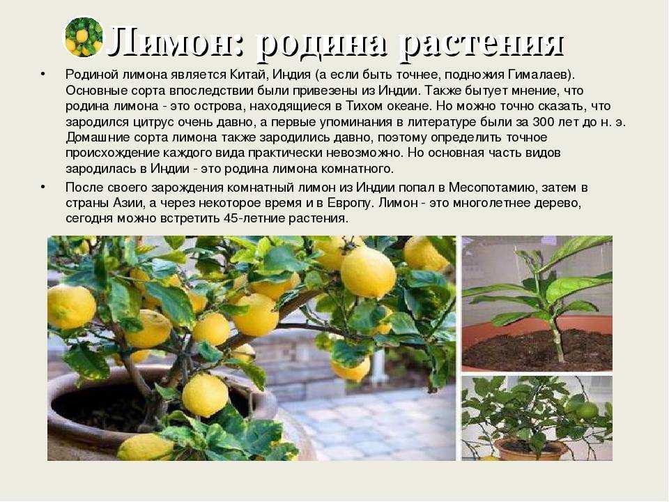 Лимон мейера. как выращивать — описание и уход - питомник растений