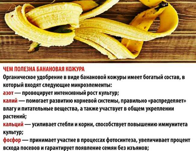 Подкормка бананами помидор: банановая кожура как удобрение для рассады помидор, для полива | qlumba.com