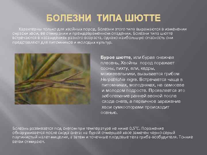 Болезни хвои типа шютте (обыкновенное шютте сосны, фацидиоз)