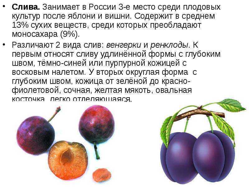 Слива: это ягода или фрукт, дерево или кустарник?