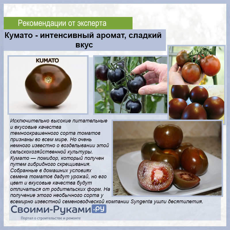 Томат кумато: описание сорта, отзывы (18), фото