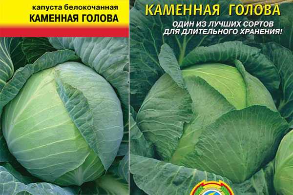 Капуста "каменная голова": отзывы, описание, посадка и уход