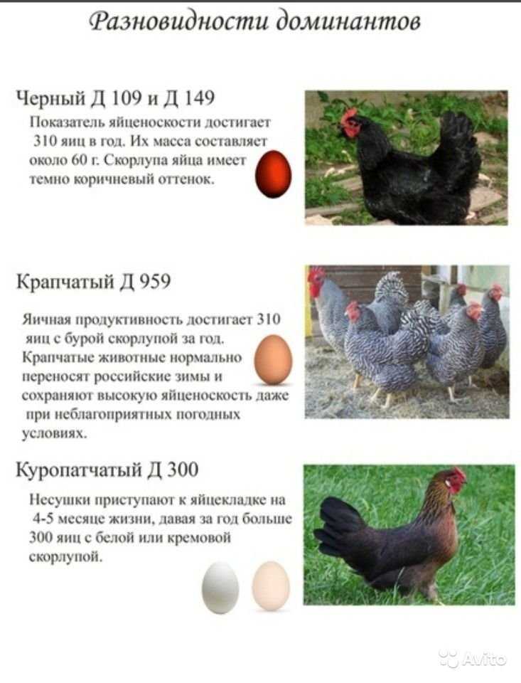 Описание породы кур голошейная