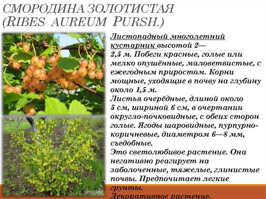 Черная смородина: посадка и уход, обрезка, размножение, описание сортов, фото