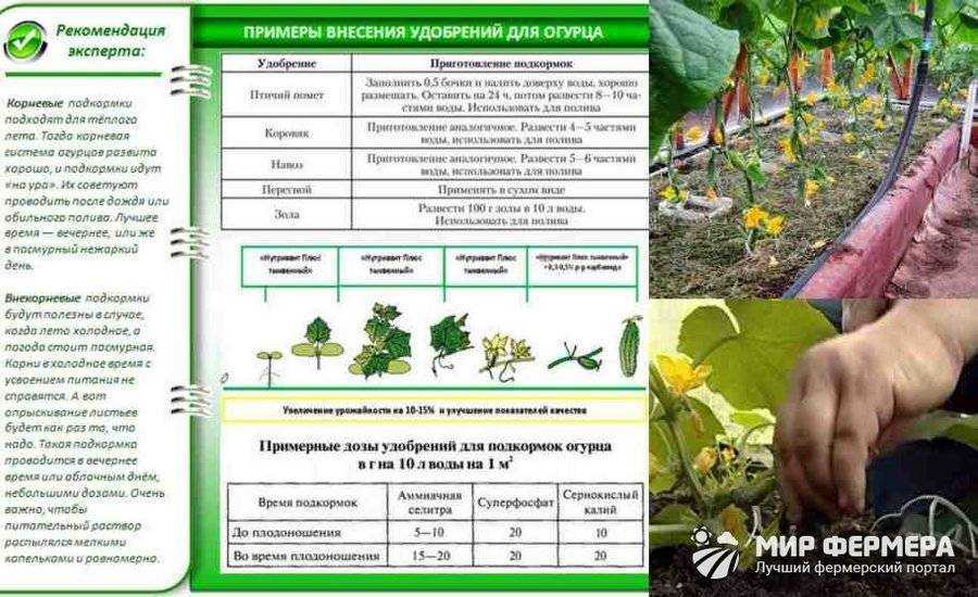 Бабушкины методы подкормки огурцов дрожжами в теплице