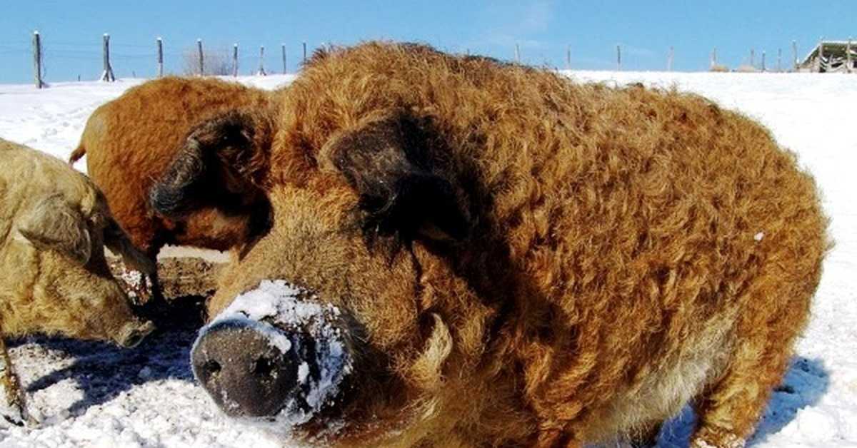 Описание гиссарской породы овец: характеристики, преимущества и недостатки, особенности ухода и размножения