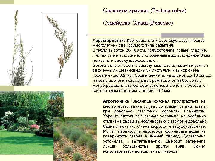 Овсяница красная - аграрный портал