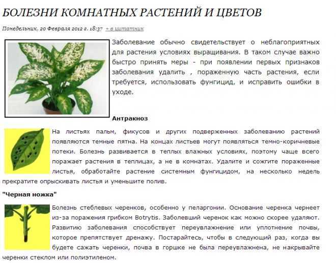 Болезни и вредители лилий