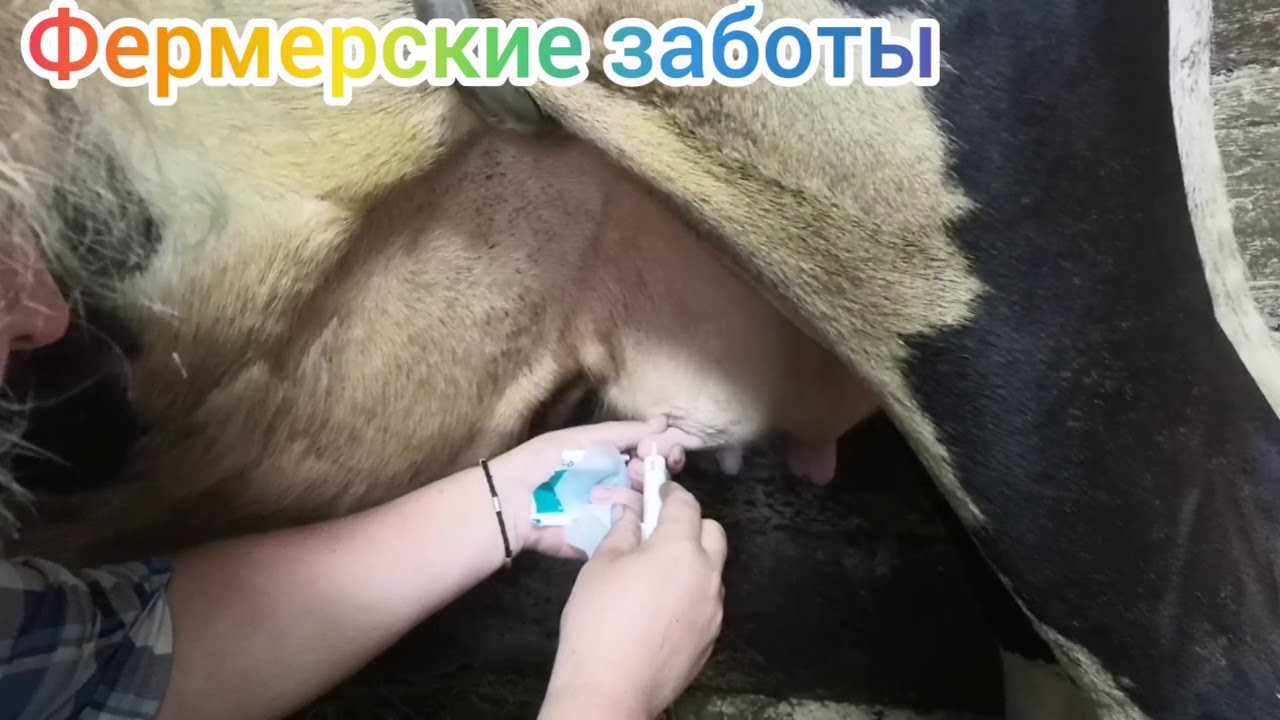 Все об отеле коровы и приеме теленка