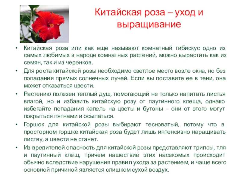 Почему китайская роза или гибискус - цветок смерти - приметы