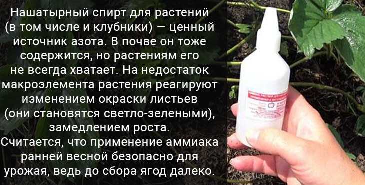 Нашатырный спирт для сада и огорода: от вредителей и как подкормка растений | как разводить нашатырь от тли, мух, муравьев