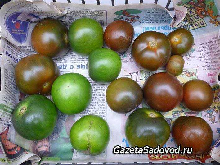 Томат кумато – среднеспелый черный помидор с отменными вкусовыми характеристиками