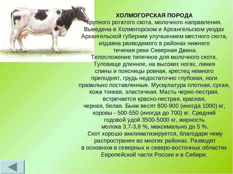 Летние опята: как выглядят грибы, описание, где растут, когда собирать, ложные виды, фото, видео