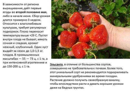 Сорт клубники монтерей — описание и правила выращивания