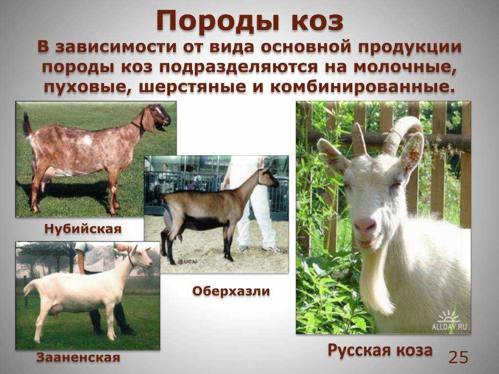 6 самых популярных восточных пород коз и особенности их содержания. фото — ботаничка