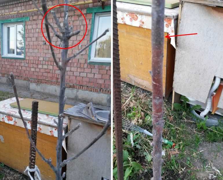 Что делать с замерзшими саженцами? / асиенда.ру