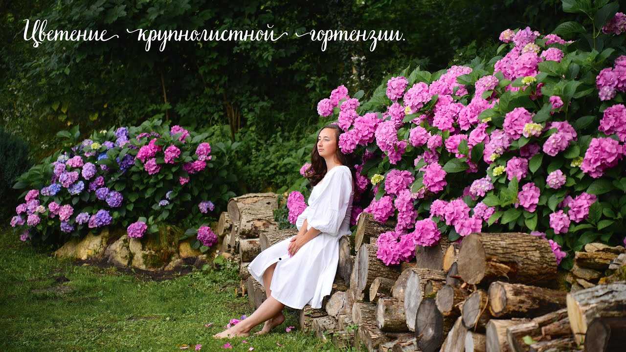 Гортензия – посадка и уход в открытом грунте
