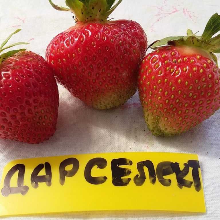 Клубника дарселект: описание сорта, отзывы садоводов, фото