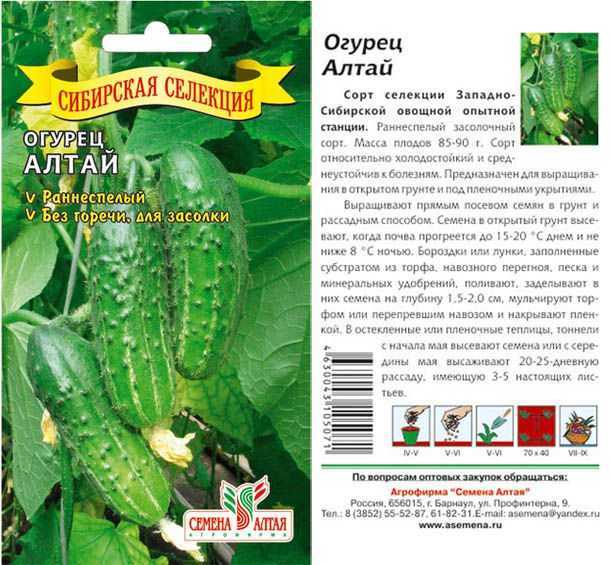 Выносливый сорт для разной погоды — огурец алтайский ранний: полное описание