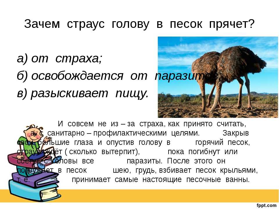 Почему страусы прячут голову в песок? | вечные вопросы | вопрос-ответ