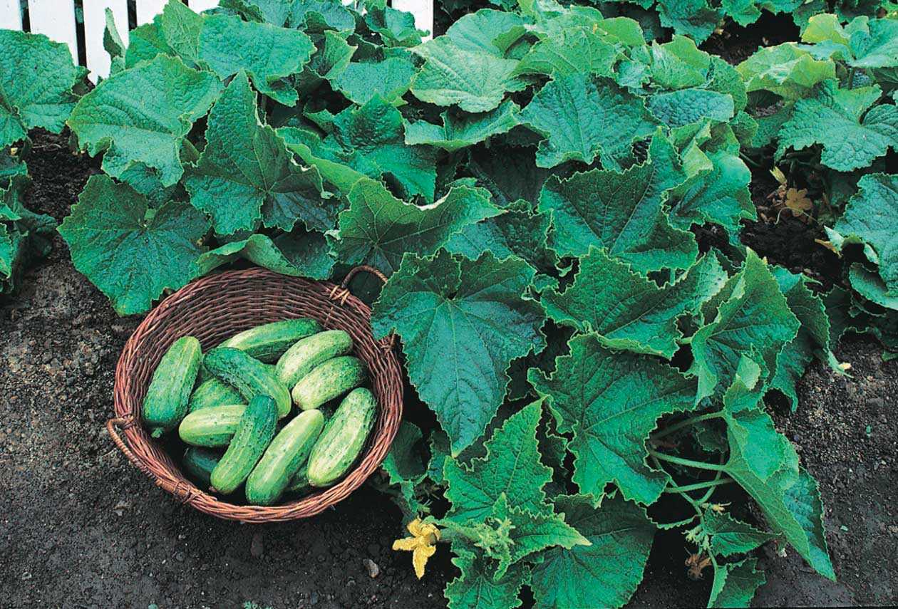 Кустовые огурцы для открытого грунта - лучшие сорта кустовых огурцов