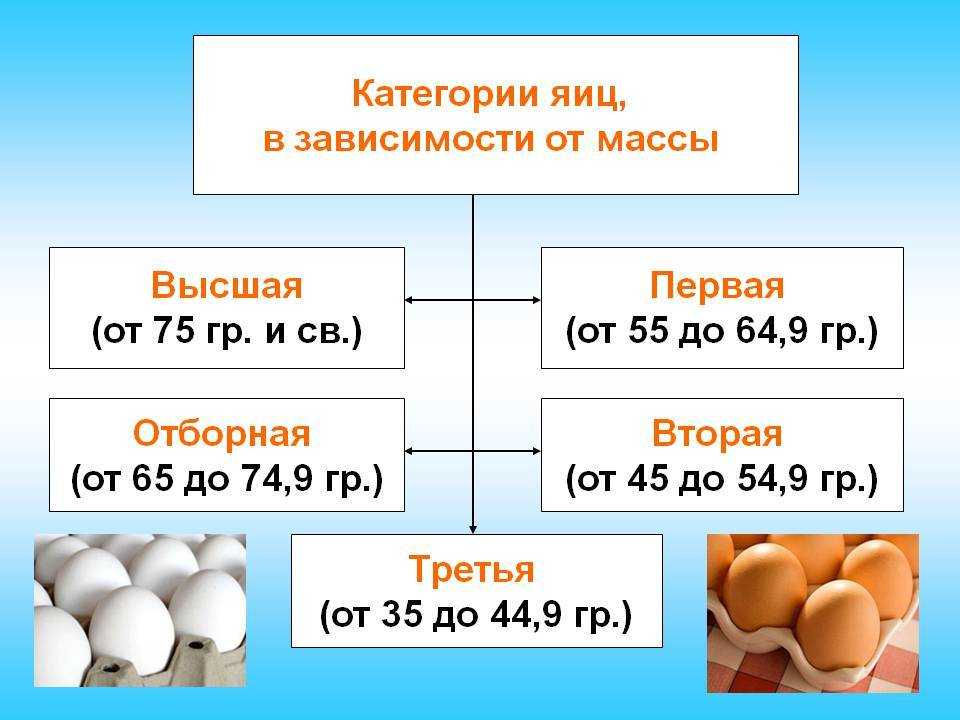 Вес яйца курицы — на что влияет, как определить, зачем знать.