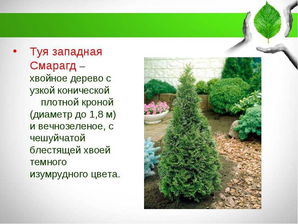 Брабант - популярный сорт западной туи: как сажать и ухаживать?