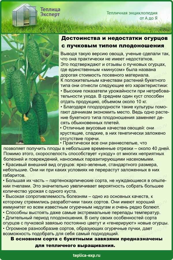 Подкормка огурцов: как, когда и чем подкармливают огурцы