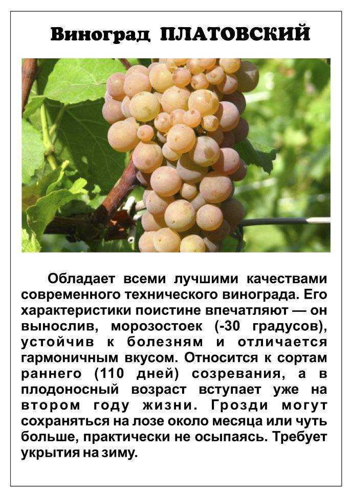 Описание и характеристики сорта винограда «памяти негруля»