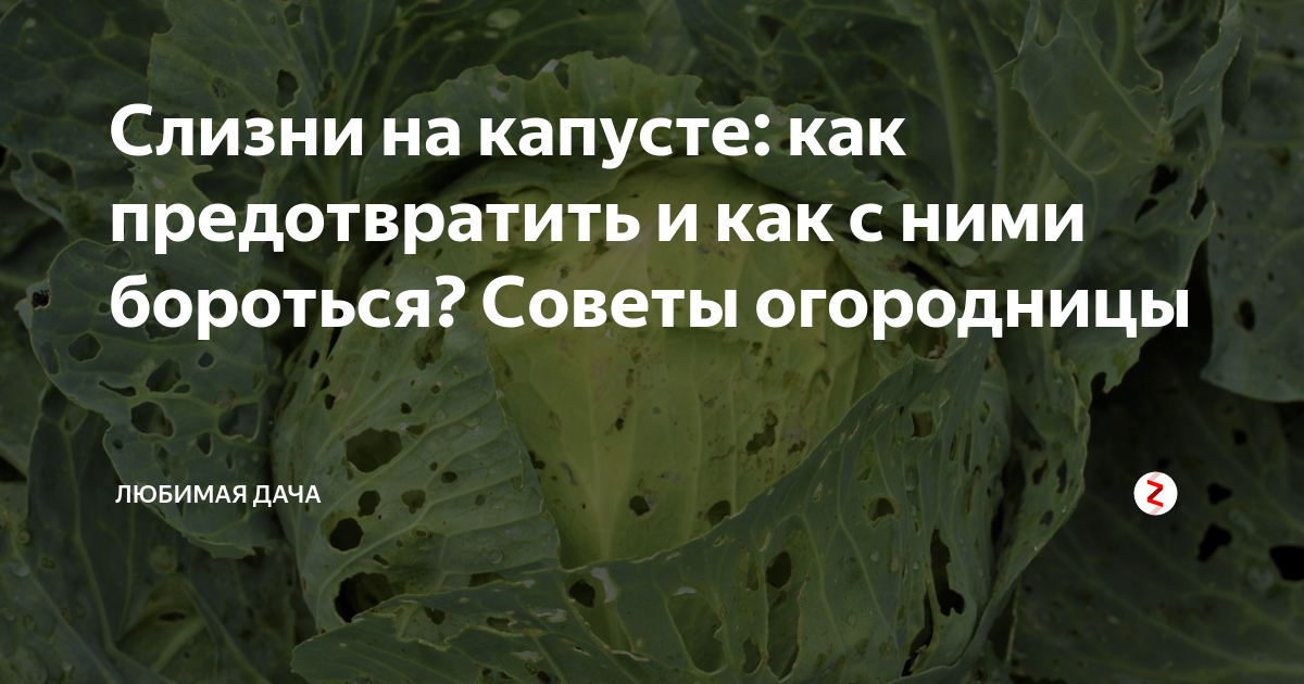 Как избавиться от гусениц на капусте – 3 простых совета — агроxxi