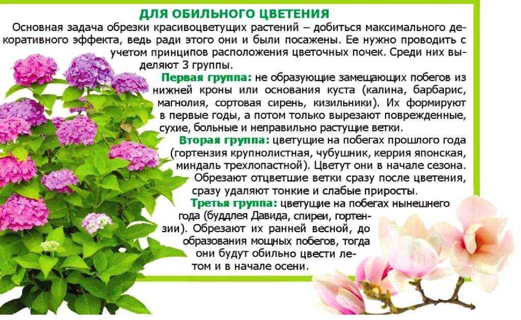 Уход за гортензией в домашних условиях