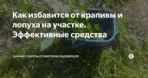 Борьба с крапивой. как избавиться от крапивы на даче навсегда: список лучших способов