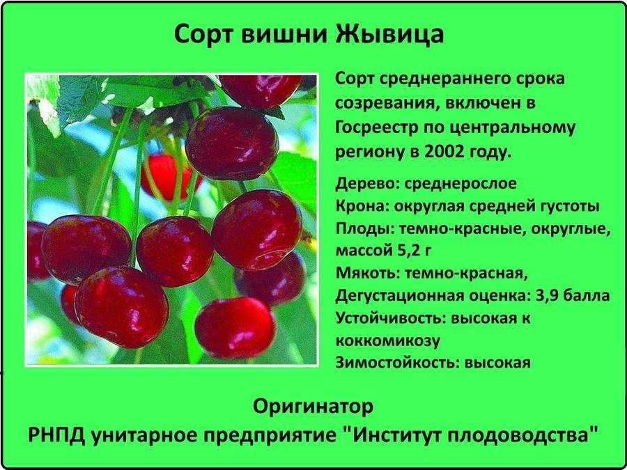 Особенности сорта вишни тамарис