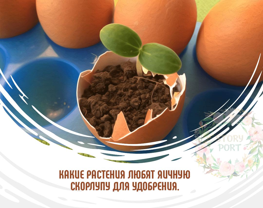 Яичная скорлупа, как удобрение для огорода и цветов